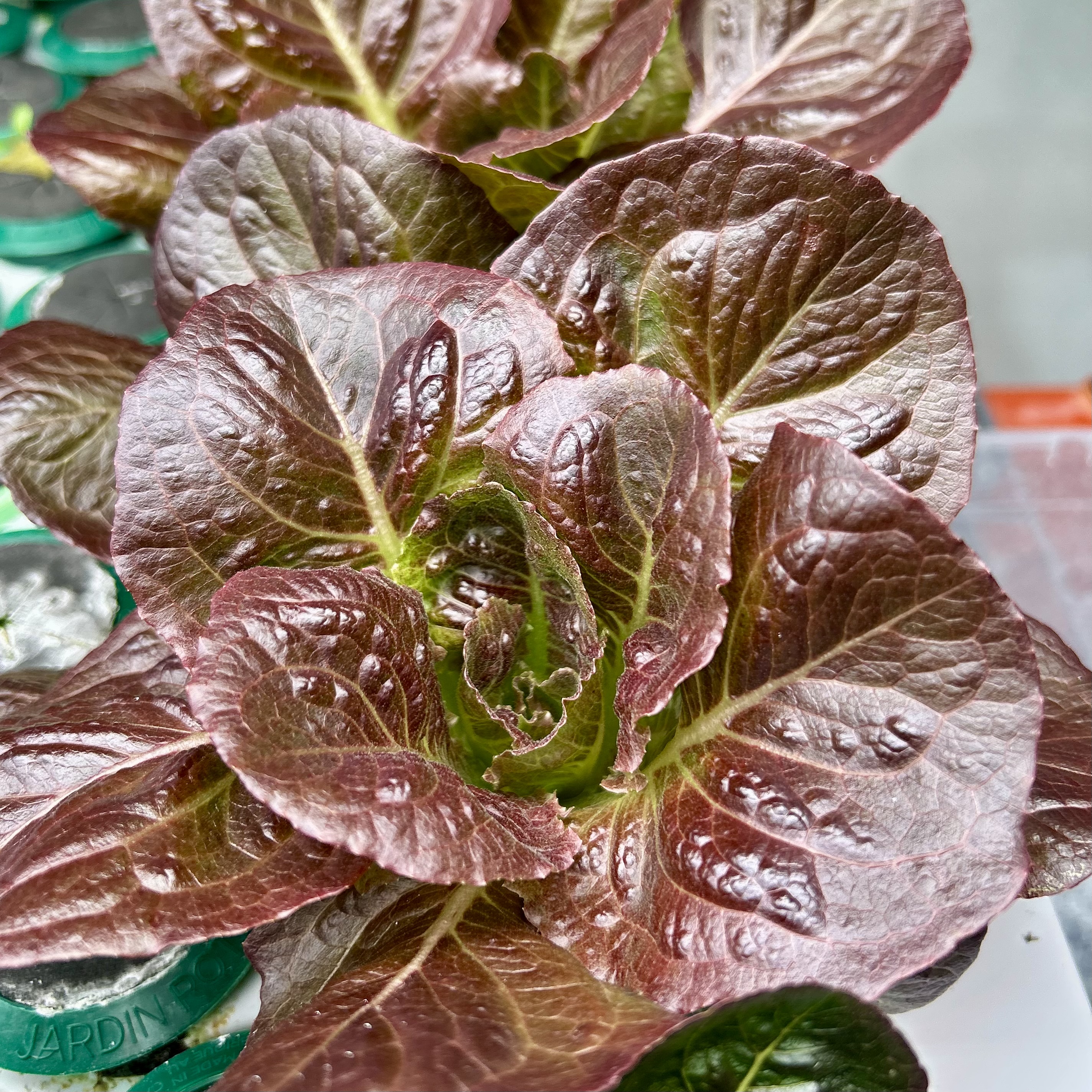 Fresh Greens and Lettuce